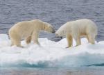 polar bears on ice float